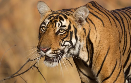 Tiger Ranthambore National Park