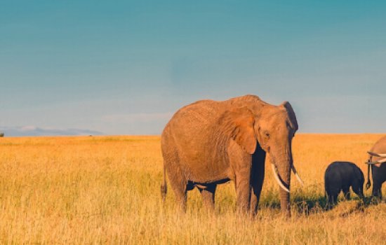 Wildlife & Nature Holidays