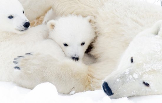 Polar Bears Adventures