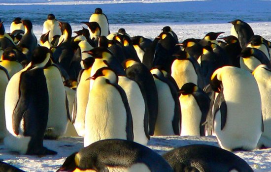 Antarctic Family Adventures