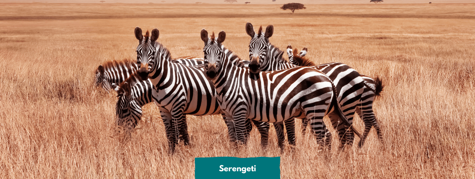 Best time to visit the Serengeti National Park