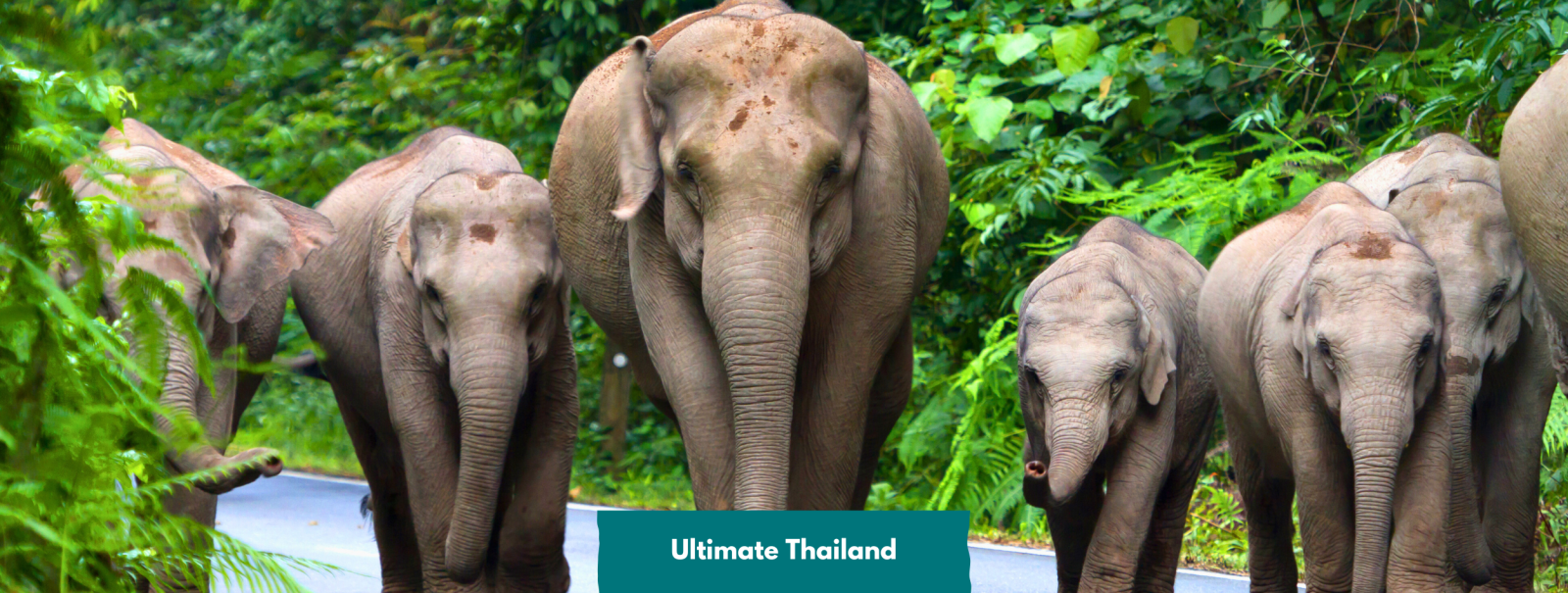 Exploring, Elephants, and Island Hopping - Ultimate Thailand