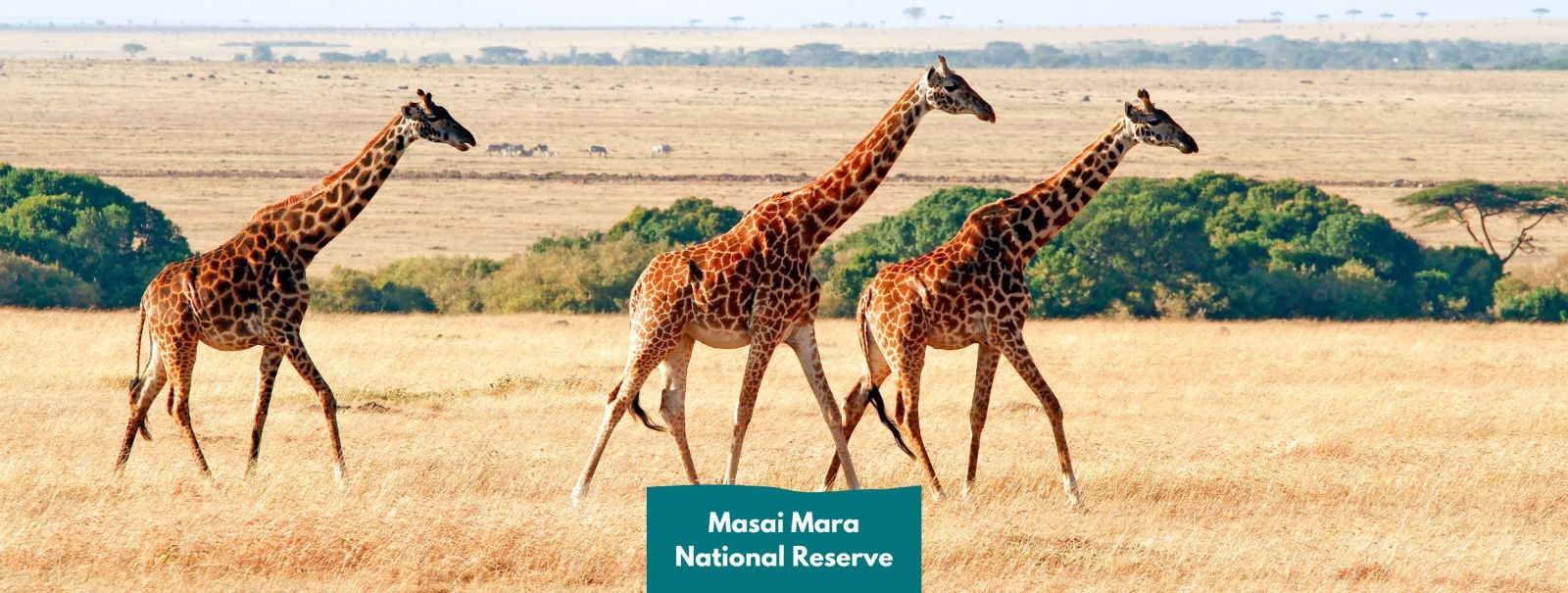 Best time to visit the Masai Mara National Reserve