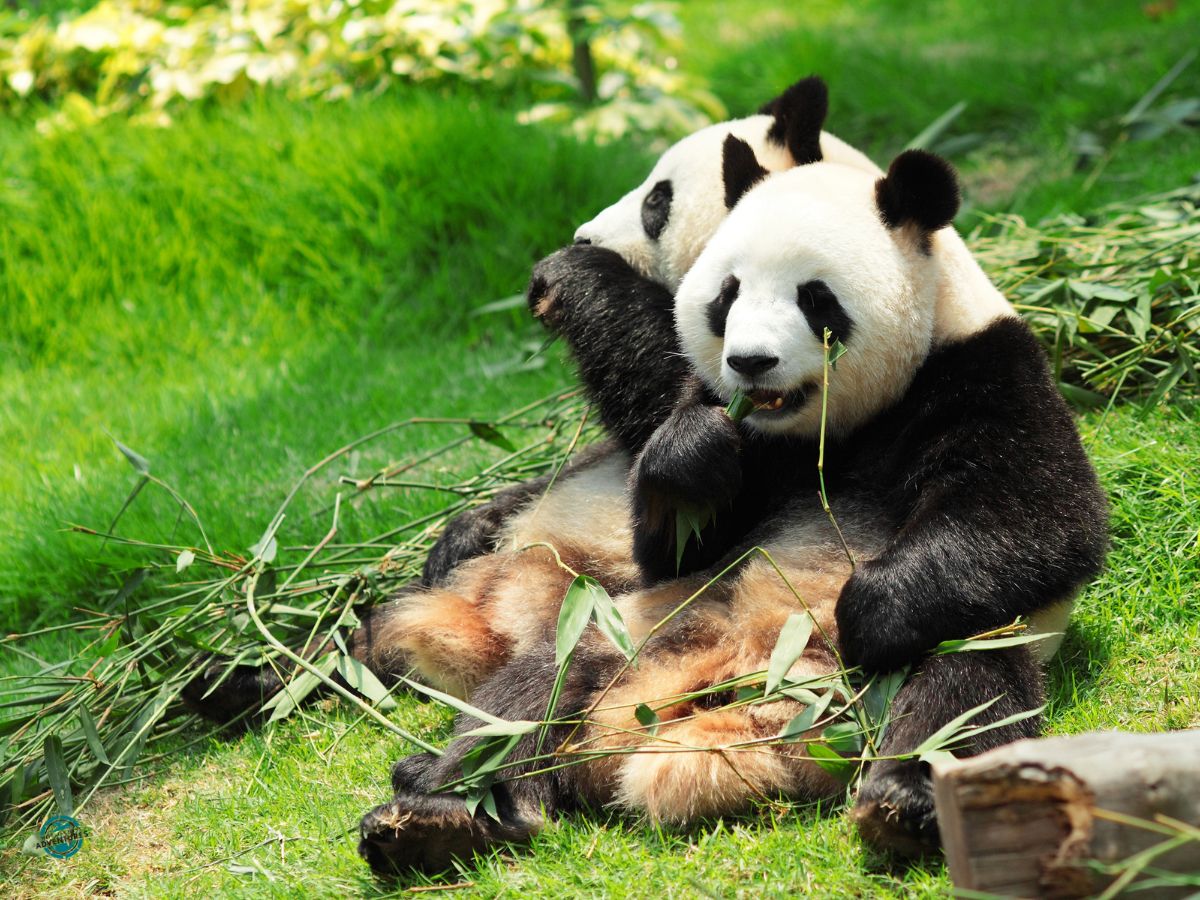Giant pandas in Chengdu
