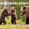 See Bears in the wild