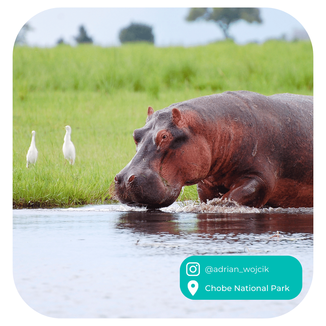 Chobe and southern Africa safari and river experiences