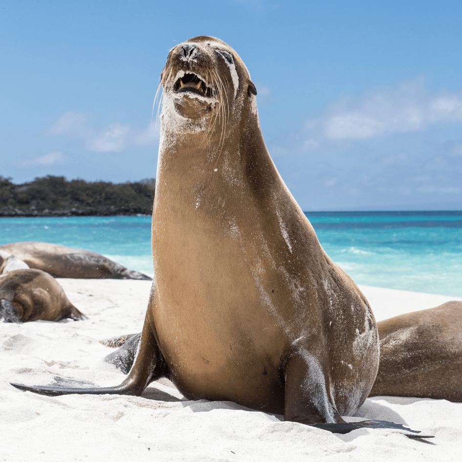 Galapagos Islands ecuador