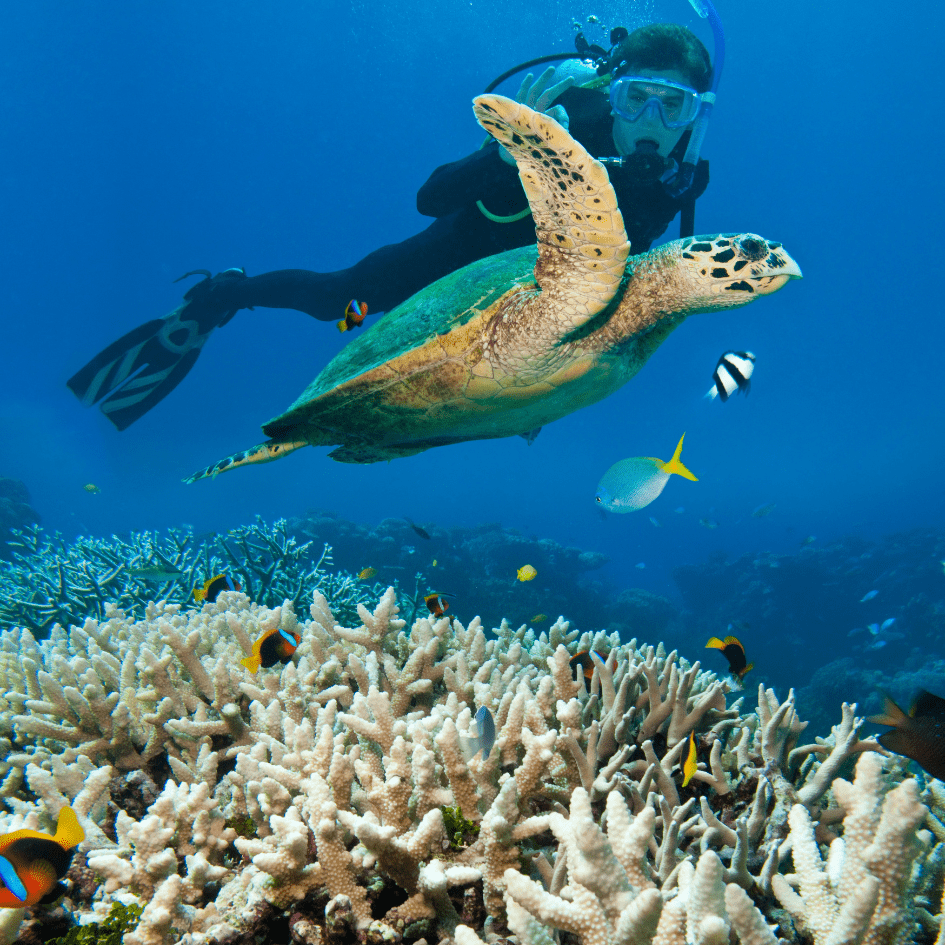 The Great Barrier Reef, the world's largest coral reef system, extends for over 2,300 kilometres along the coast of Australia