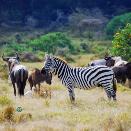 Zebra and wildebeest on the African savannah, a multigenerational safari destination planned by World Class Adventures