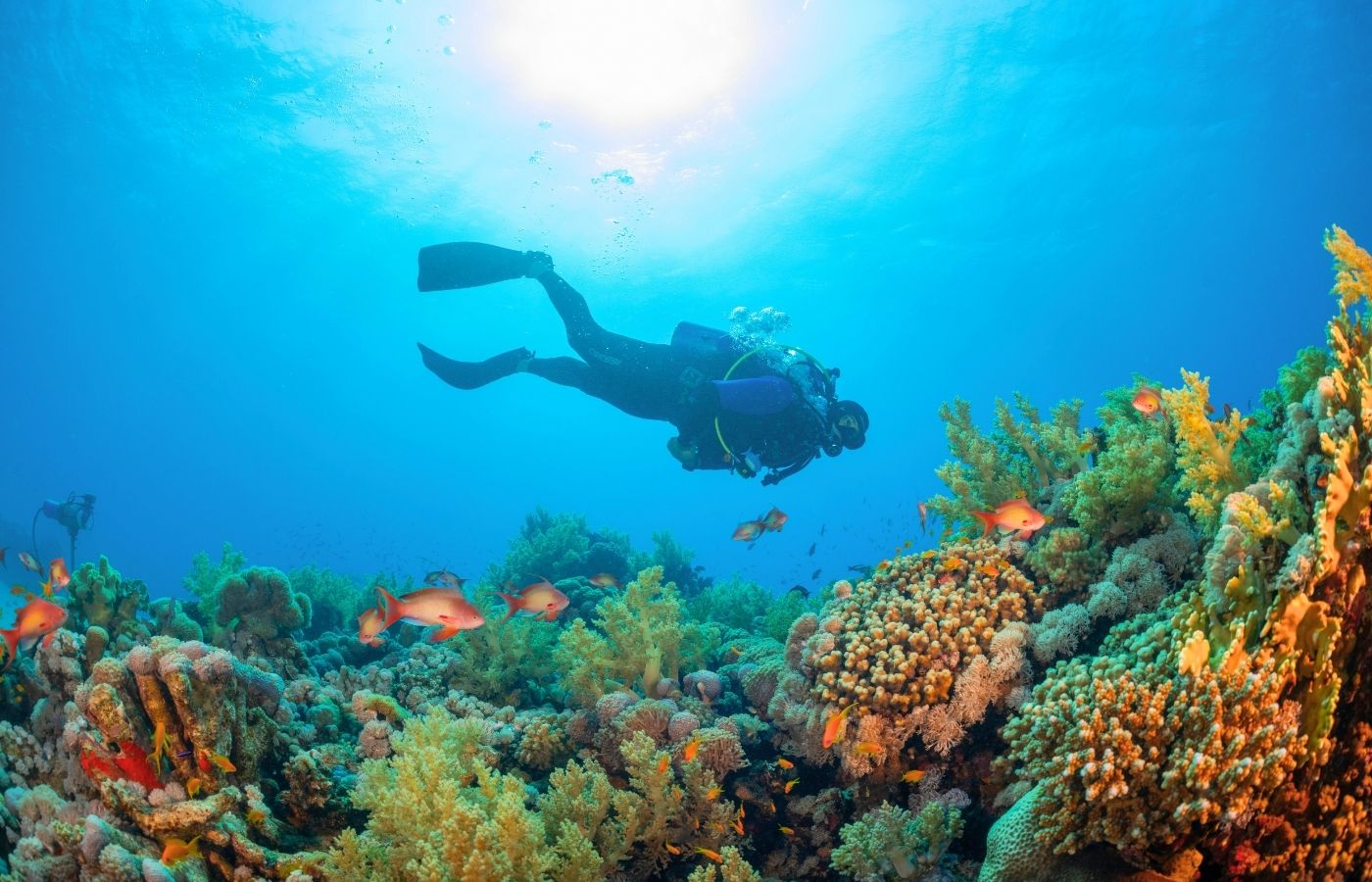 Diver documenting a coral reef supported by regenerative projects