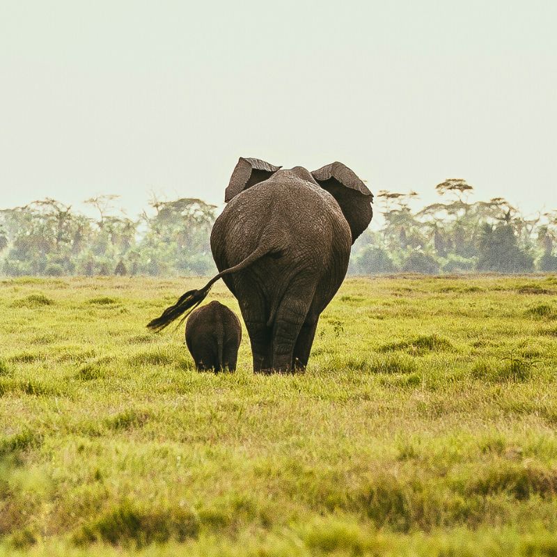 Safari elephants on the plains